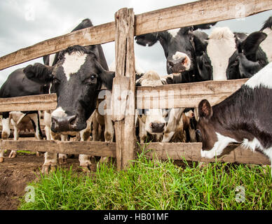 Jersey-Kalb mit Zaun Stockfoto