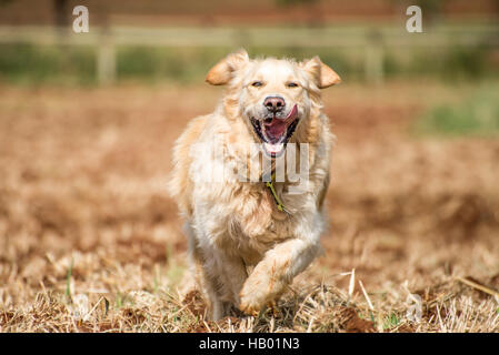 Golden Retriever laufen Stockfoto