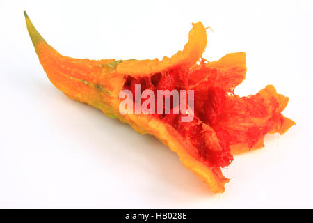 Bittermelone (Momordica Charantia) Stockfoto