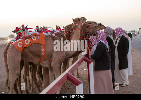 Trainer inspizieren ihre Kamele an den Start Tor vor dem Kamel Rennen in Sinaw, Oman. Roboter-Jockeys sitzen auf den Kamelen Stockfoto