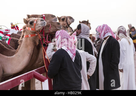 Trainer inspizieren ihre Kamele an den Start Tor vor dem Kamel Rennen in Sinaw, Oman. Roboter-Jockeys sitzen auf den Kamelen Stockfoto