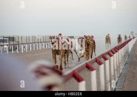 Kamele mit Roboter-Jockeys donnern auf der Rennstrecke, flankiert von SUVs. Eine typische Kamelrennen in das Sultanat Oman Stockfoto