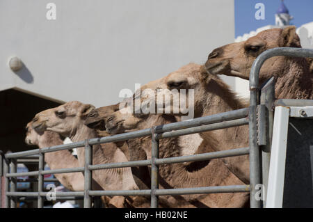 Kamele bei einem Vieh Markt auf einem Parkplatz in Oman in Sinaw ein Dorf in der Nähe am Kamelrennen in Al Abiadth, Sharqiya, Oman Stockfoto