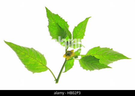 Tomatillo (Physalis Philadelphica) Stockfoto