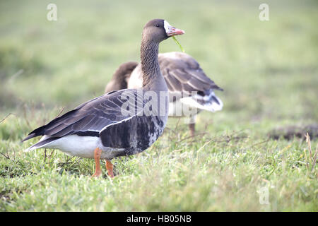 Mehr White-Fronted Goose Stockfoto