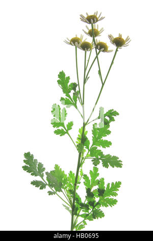 Mutterkraut (Tanacetum Parthenium) Stockfoto