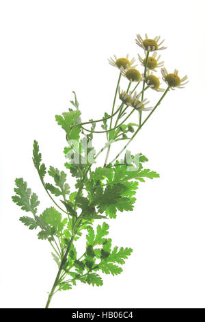 Mutterkraut (Tanacetum Parthenium) Stockfoto