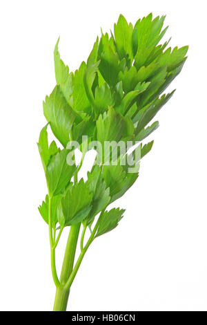 Liebstöckel (Levisticum Officinale) Stockfoto