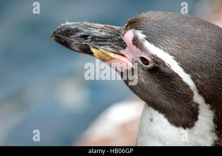 Humboldt Pinguin Stockfoto