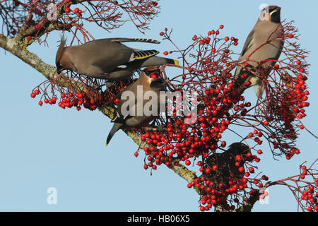 Seidenschwanz (Bombycilla Garrulus) ernähren sich von Beeren. Stockfoto