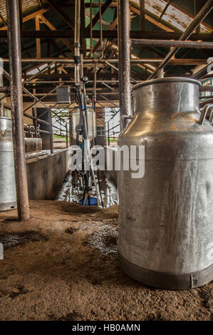 Milchwanne im Stall Melken Stockfoto