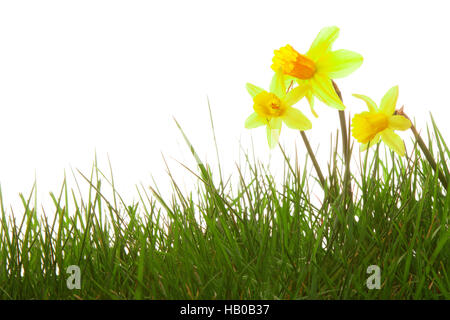 Grün und gelbe Narzisse. Stockfoto