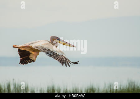 Pelikan im Flug über Lake Nakuru Stockfoto