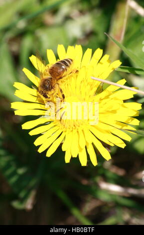 Biene im Blume Löwenzahn Stockfoto