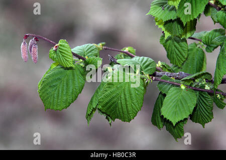 Gemeinsame Hasel, Corylus Avellana, männliche Blüten Stockfoto