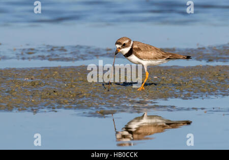 Semipalmated-Regenpfeifer (Charadrius Semipalmatus) Essen einen Wurm am Meer Strand, Galveston, Texas, USA. Stockfoto