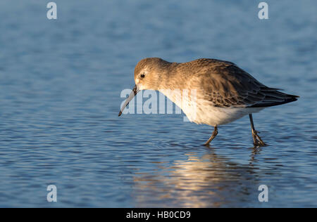 Alpenstrandläufer (Calidris Alpina) im Winterkleid Fütterung am Meer Strand, Galveston, Texas, USA Stockfoto