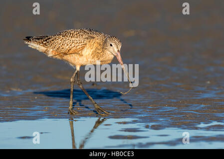 Marmorierte Uferschnepfe (Limosa Fedoa) auf der Jagd nach Seaworms am Strand Ozeans, Galveston, Texas, USA. Stockfoto