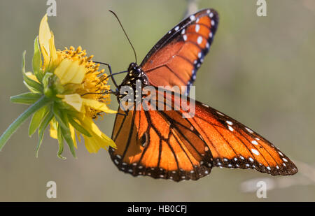 Königin-Schmetterling (Danaus Gilippus) Fütterung auf einer sonnigen Wiese, Aransas, Texas, USA Stockfoto