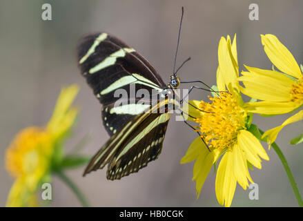 Zebra Longwing Schmetterling (Heliconius Charitonius) Fütterung auf einer sonnigen Wiese, Aransas, Texas, USA Stockfoto