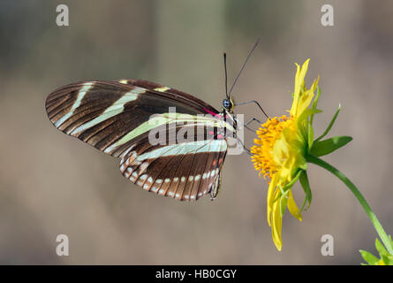 Zebra Longwing Schmetterling (Heliconius Charitonius) Fütterung auf einer sonnigen Wiese, Aransas, Texas, USA Stockfoto