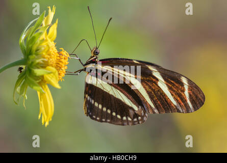 Zebra Longwing Schmetterling (Heliconius Charitonius) Fütterung auf einer sonnigen Wiese, Aransas, Texas, USA Stockfoto