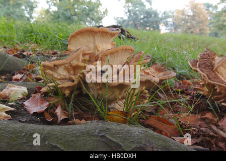 Riesige Polypore (Meripilus Giganteus) Pilz Stockfoto