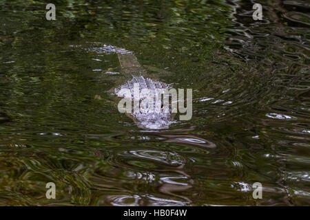 Alligator (Alligator Mississippiensis) schwimmen, Big Cypress National Preserve, Florida Stockfoto