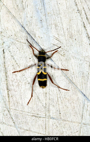 Wasp-Käfer, Longhorn Beetle, Clytus arietis Stockfoto