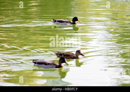 Stockente (Anas Platyrhynchos). Parque De La Paloma, Benalmádena, Málaga, Spanien Stockfoto