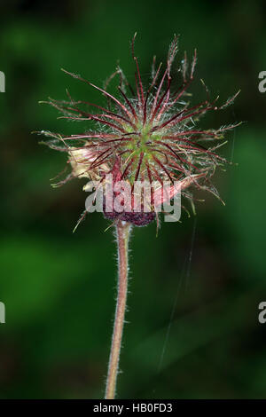 Wasser Avens Seedhead, Geum rivale Stockfoto