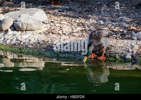 Stockente (Anas Platyrhynchos). Parque De La Paloma, Benalmádena, Málaga, Spanien Stockfoto