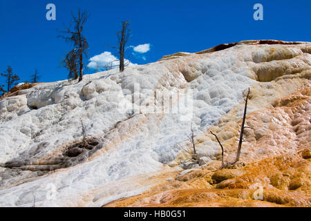 Mammoth Hot Springs ist ein großer Komplex von Hot Springs auf einer Anhöhe von Travertin im Yellowstone National Park Stockfoto