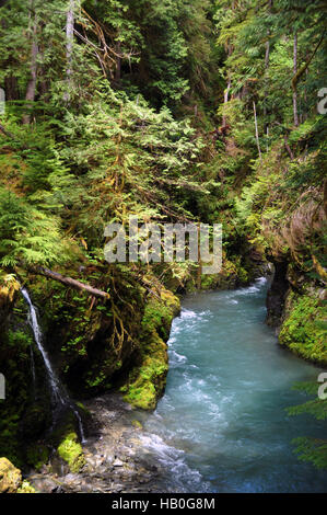 Obere Quinault River, Olympic National Park, Washington Stockfoto