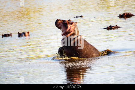 Hippo Porpoising in das Wasserloch Stockfoto