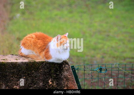 Ginger Cat mit langen Haaren sitzt auf einer Mauer Stockfoto