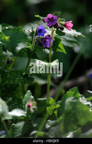 Gemeinsamen Lungenkraut, Pulmonaria officinalis Stockfoto