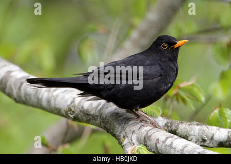 Männliche Amsel, Turdus merula Stockfoto