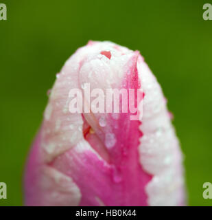 Tulpe Frühlingsblume, Schuss Makro. Stockfoto