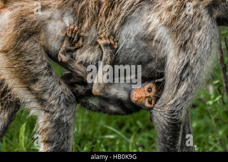 Reiten unter Mutter Babypavian Stockfoto