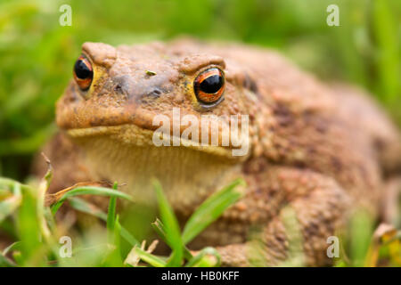 Großer Frosch im Sommerwiese. Stockfoto