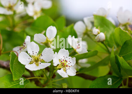 Birne Baum blüht im Frühlingsgarten. Stockfoto