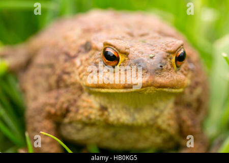 Großer Frosch im Sommerwiese. Stockfoto