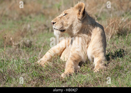 Löwin aus nächster Nähe in kurzen Rasen Stockfoto