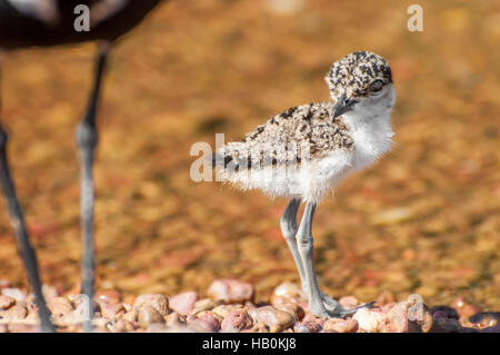 Kiebitz Küken am See Stockfoto