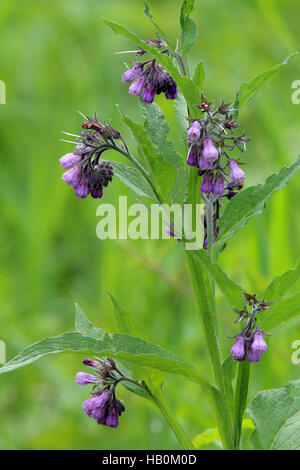 Gemeinsamen Beinwell Symphytum officinale Stockfoto