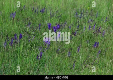 Wiesen-Salbei, Salvia pratensis Stockfoto