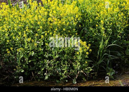 Schaumkraut, Barbarea vulgaris Stockfoto
