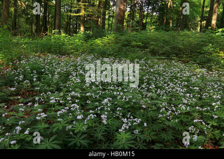 Sweetscented Labkraut, Galium odoratum Stockfoto