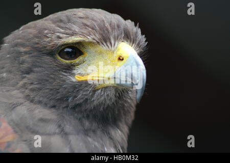 Wüstenbussard (Parabuteo Unicinctus) Stockfoto